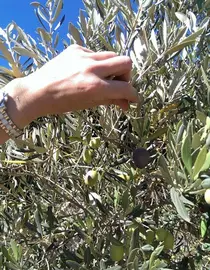 Flasche mit Olivenöl auf rustikalem Holztisch