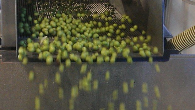 Oliven in der Ölmühle